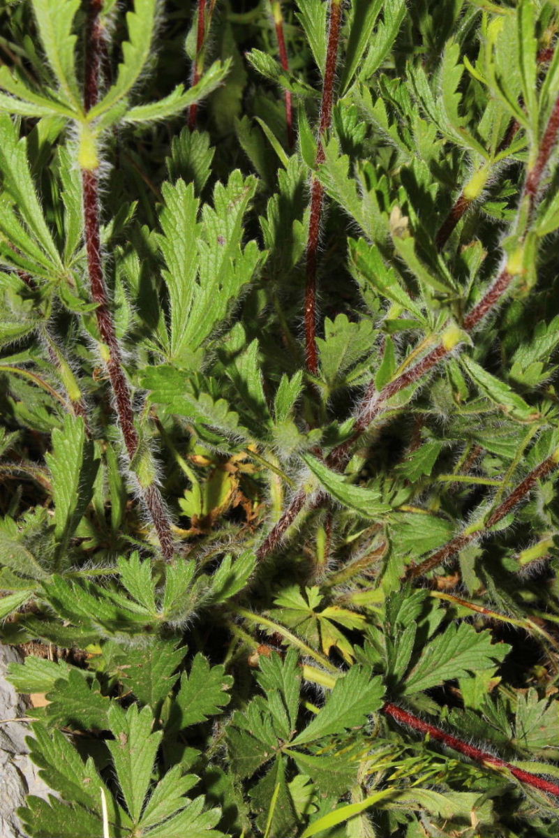 Potentilla pedata / Cinquefoglia pedata